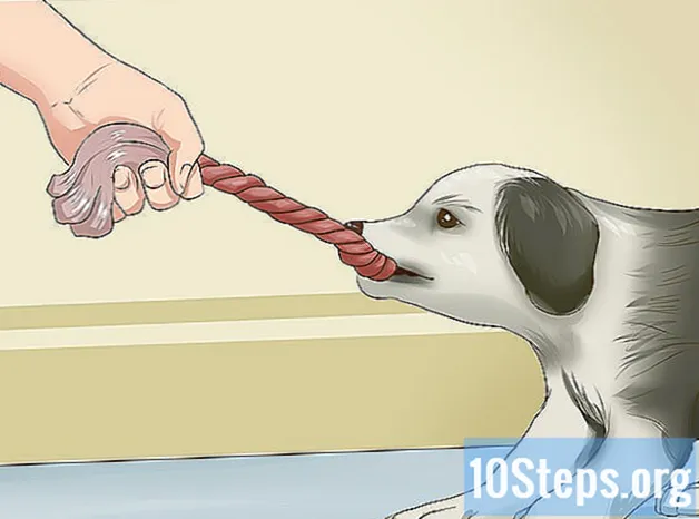 Cum să exersezi un cățeluș Border Collie