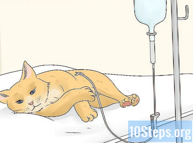 Hur man matar en kattpatient