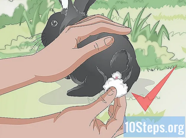 野生のウサギに餌をやる方法
