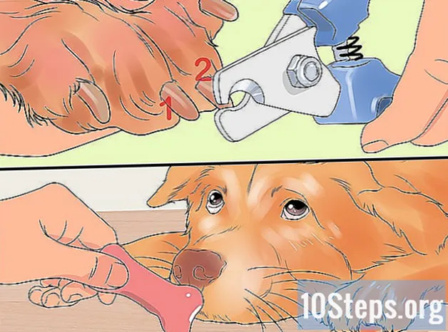 Cum să arhiviți unghiile unui câine