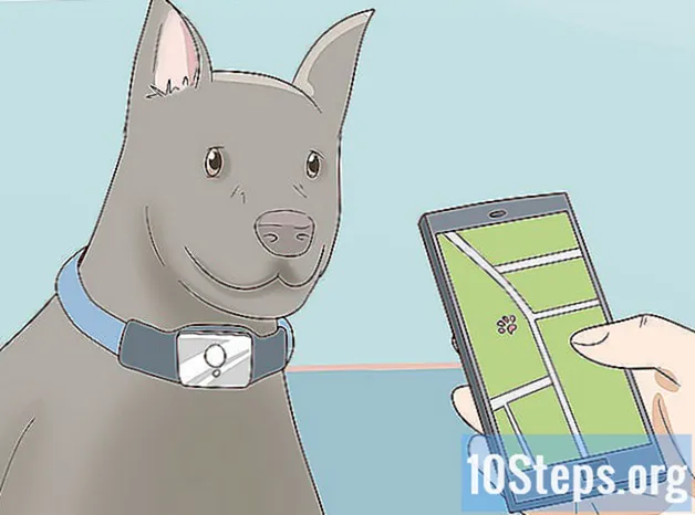 Cómo encontrar un perro perdido - Conocimientos