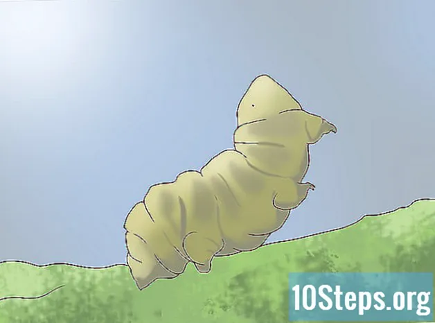 Kuidas leida ja hooldada lemmiklooma tardigrade (veekaru)