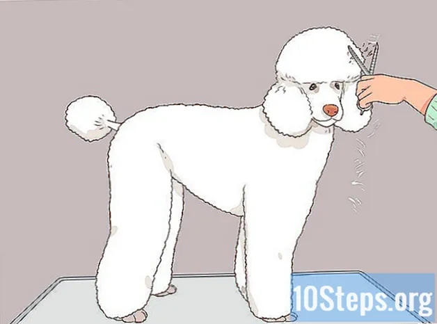 Làm thế nào để cắt hoàn toàn một con Poodle bằng tay - KiếN ThứC