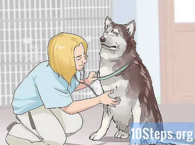 Como ganhar confiança em um cão agressivo - Conhecimentos