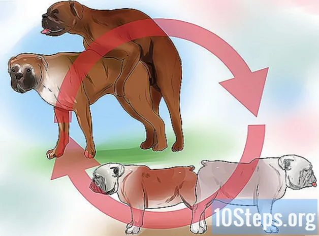 איך לגרום לכלבים להזדווג