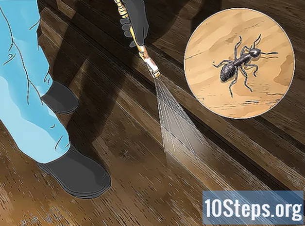 Hur man kan bli av med myror i huset