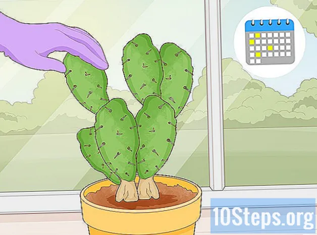 Come sbarazzarsi di insetti di cactus