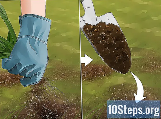 Como se livrar da erva daninha da cebola
