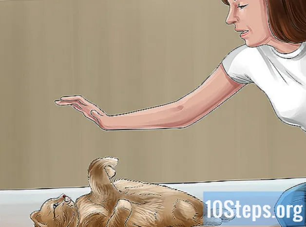 고양이가 키보드 점프를 멈추게하는 방법