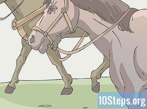 Как да приучите коня си да показва атмосфера