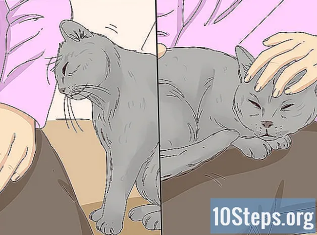 كيفية الحصول على قطة لوقف مواء