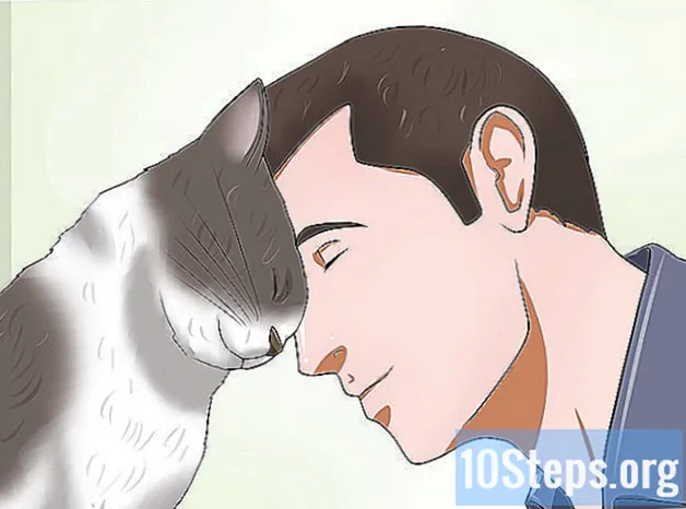 Hur man får en vresig katt att gilla dig - Kunskaper