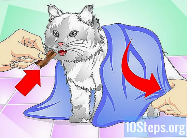 Cách cho mèo uống thuốc dạng lỏng