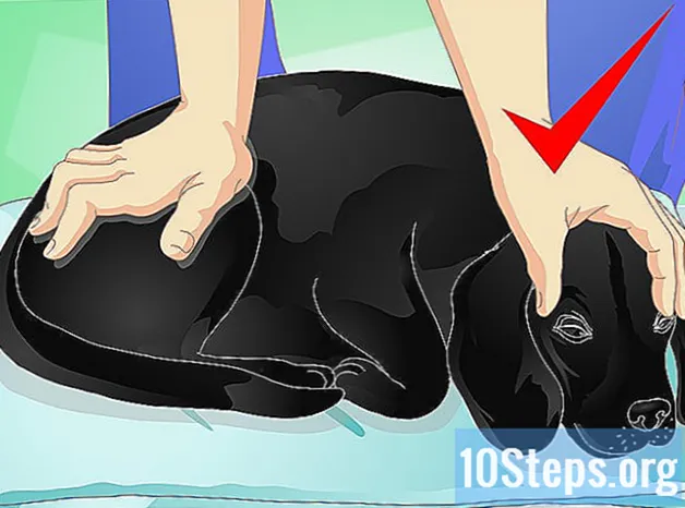 Как сделать собаке массаж