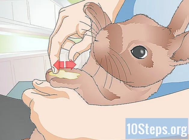 Cómo administrar un medicamento a un conejo