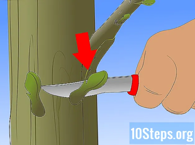 Cum să altoiți un pom fructifer