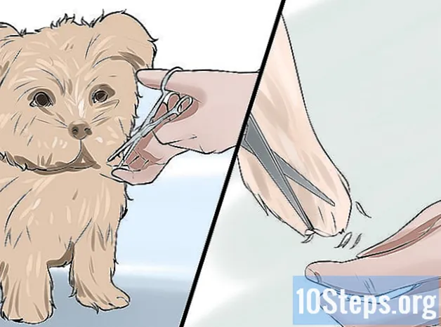 Como Cuidar de um Cachorro Morkie
