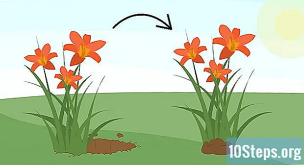Come coltivare i Daylilies