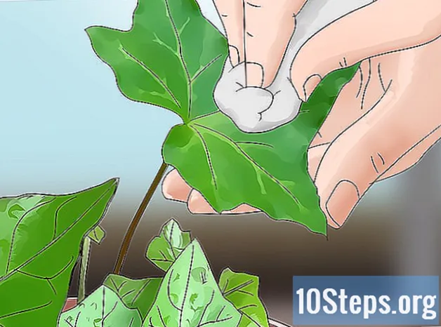 Hur man odlar engelska murgröna inomhus - Kunskaper