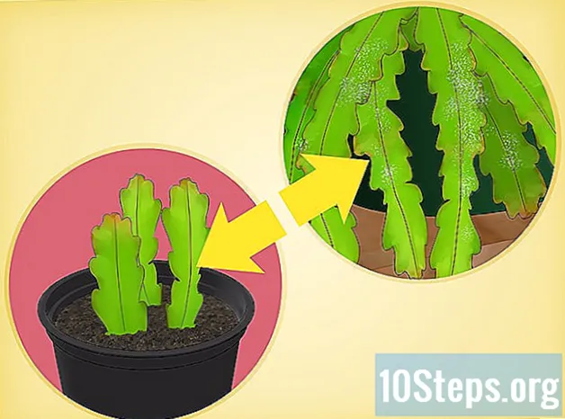 Kaip auginti Epiphyllum Cactus