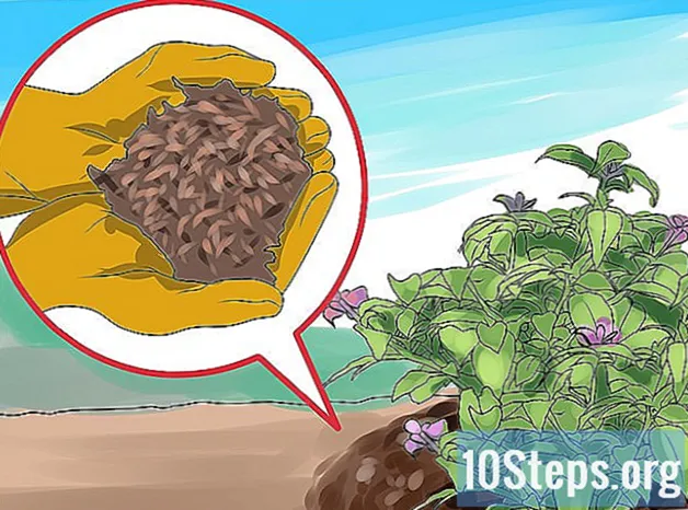 Làm thế nào để phát triển Fuchsia