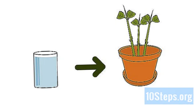 Cum să crească hortensia din butași