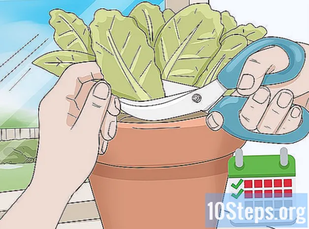Hur man odlar sallad inomhus
