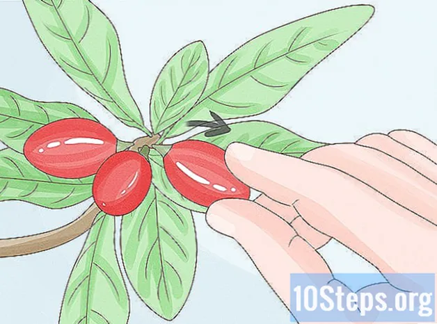 Sådan dyrkes mirakelbær - Kundskaber