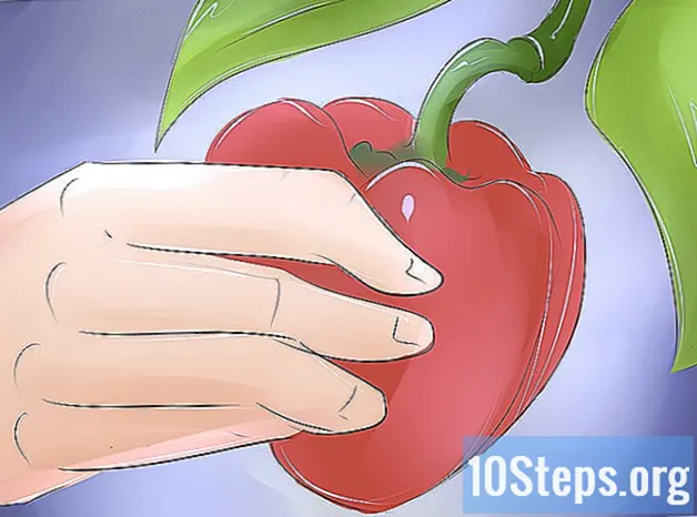 Ako pestovať sladkú papriku - Znalosti