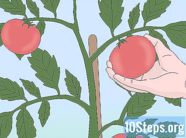 Cách trồng cà chua từ hạt