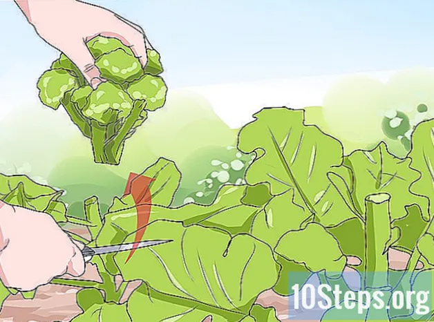 چھوٹے باغات میں سبزیاں کیسے اگائیں