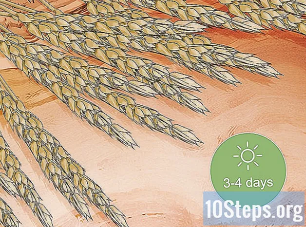 Како узгајати пшеницу у својој башти
