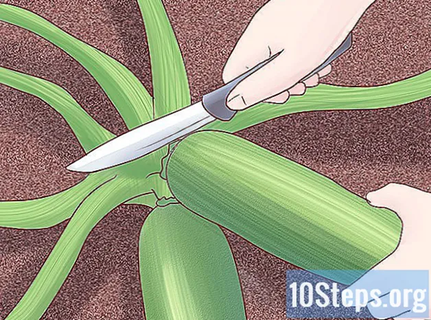 Kuidas kasvatada suvikõrvitsat