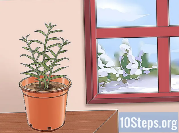 Hvordan dyrke en ingefærplante - Kunnskaper