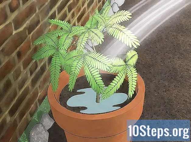 Как да отгледаме чувствително растение (Mimosa pudica)