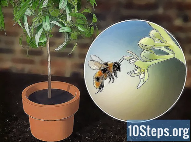 Πώς να μεγαλώσετε ένα δέντρο αβοκάντο