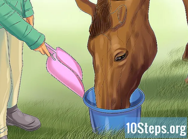 Hoe een paard met de hand te voeren