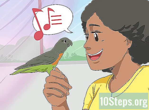 Како поступати са уплашеним црвеним трбушним папагајем