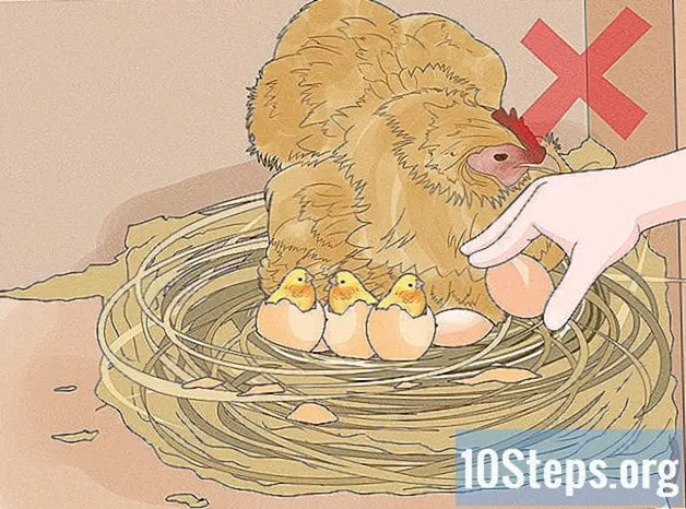 Как се излюпват пилешки яйца