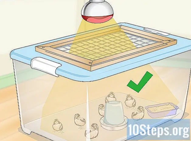 Cum să clocesc pui de prepeliță