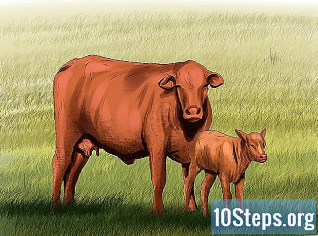 Hvordan identifisere Brangus Cattle