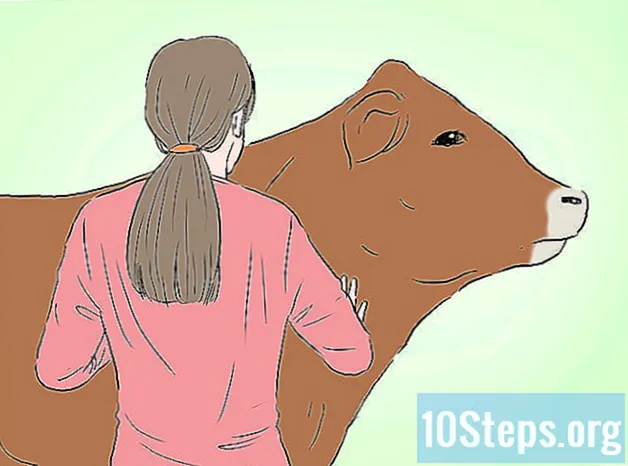 Cum se identifică bovinele Limousin