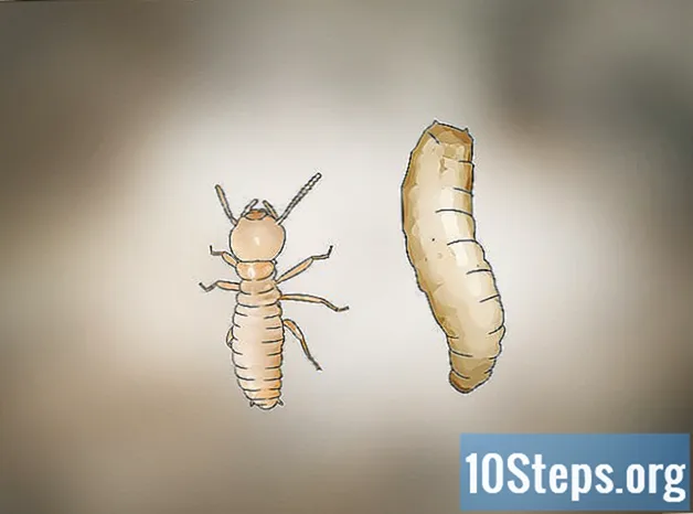 Sådan identificeres termitlarver - Kundskaber