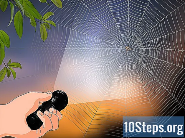 Jak identifikovat pavouka stodola