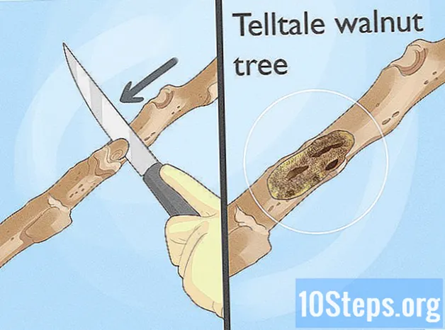 Hur man identifierar ett svart valnötsträd - Kunskaper