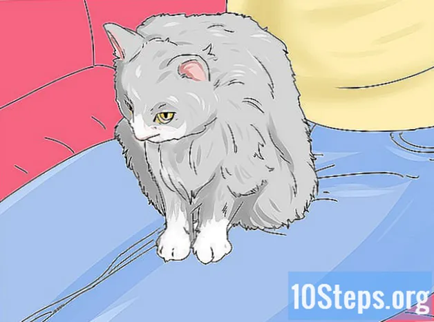 Como identificar um gato siberiano