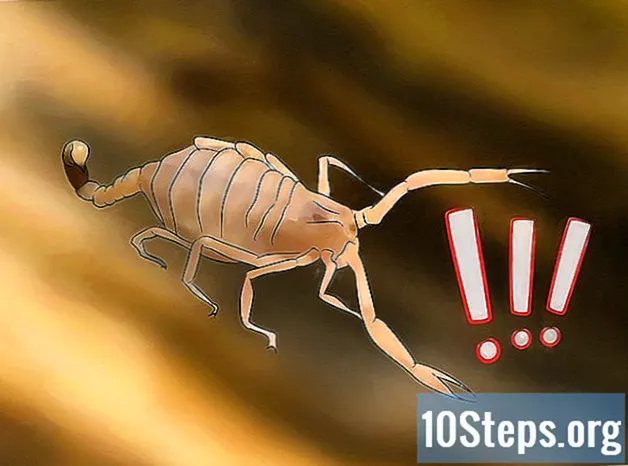 Como identificar um escorpião imperador - Conhecimentos