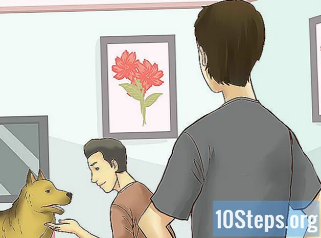 كيفية التعامل مع الكلب قبل اعتماده