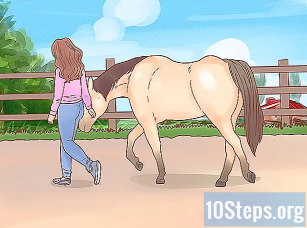 Wie man sich mit einem Pferd verbindet