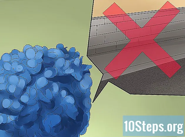 Bagaimana Menjaga Warna Biru Hydrangea Tetap Biru